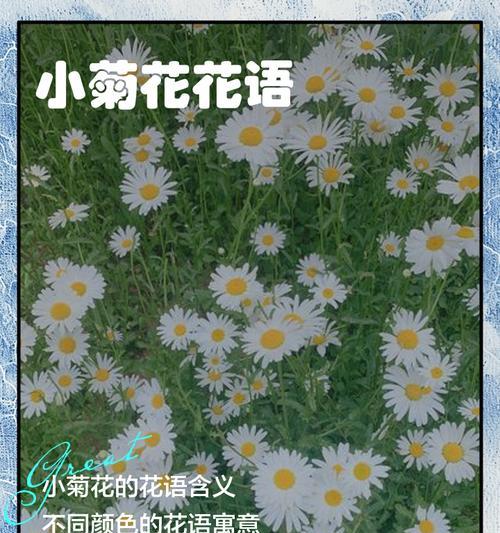 红白菊花花语有何含义？
