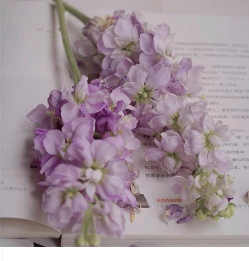 紫罗兰花语代表什么？