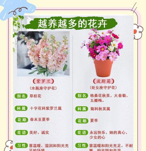 紫罗兰花语代表什么？