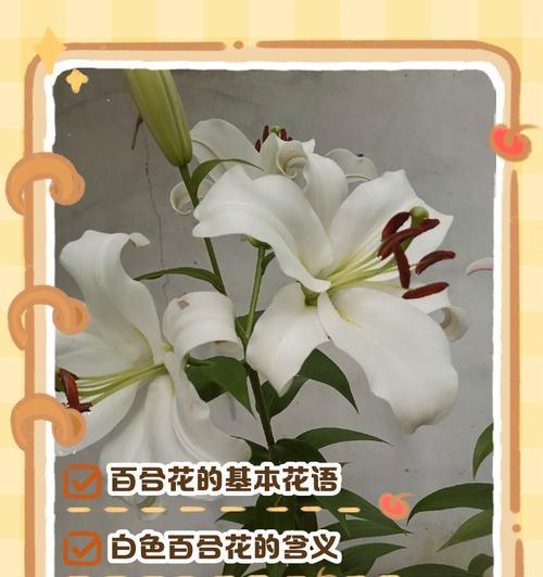 美洲百合花语是什么意思？