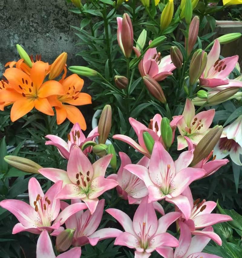 美洲百合花语是什么意思？