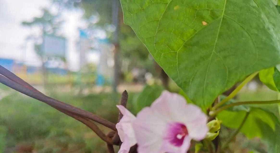 三叶花花语有哪些含义？