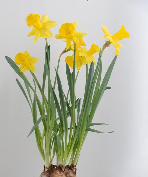 橙水仙花花语有何含义？