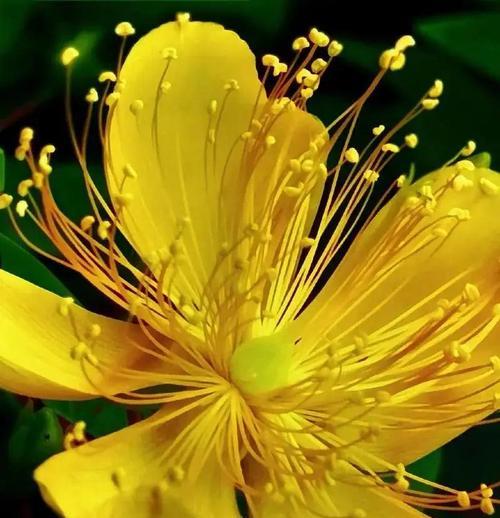 桃花花语有哪些含义？