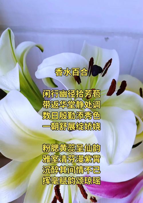 百合香花花语有哪些特点？