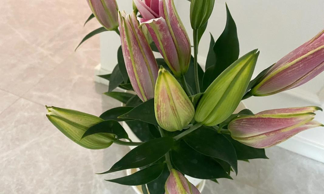 百合香花花语有哪些特点？
