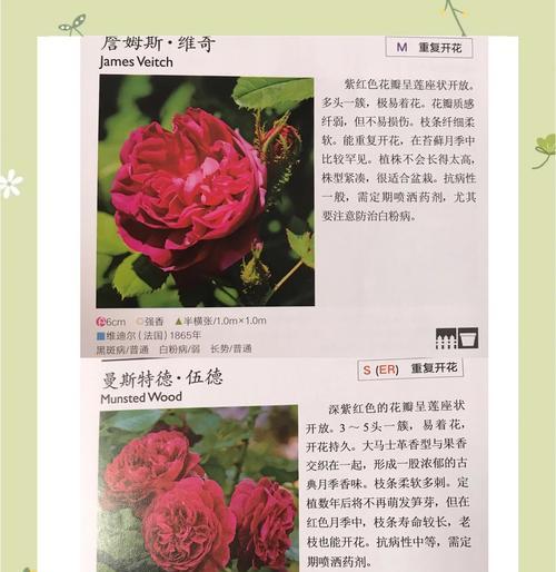 月季花语有哪些含义？如何挑选月季？