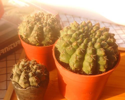 菲花玉的花语代表什么？适合哪种场合？