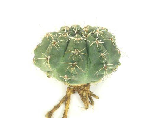 菲花玉的花语代表什么？适合哪种场合？