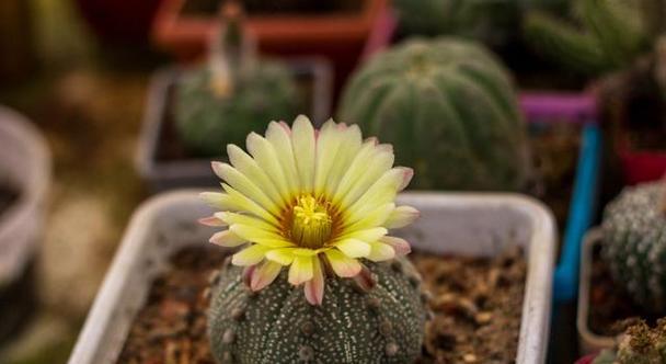 菲花玉的花语代表什么？适合哪种场合？