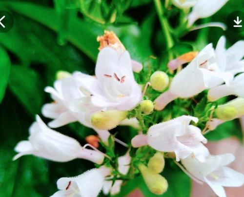 钓钟柳花的花语是什么？如何养护？