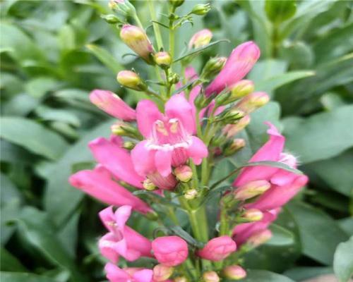 钓钟柳花的花语是什么？如何养护？