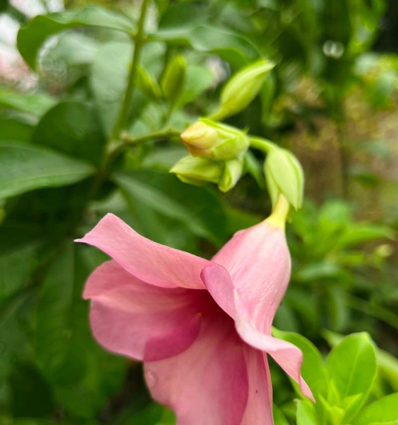 紫蝉花的花语是什么？它的象征意义是什么？