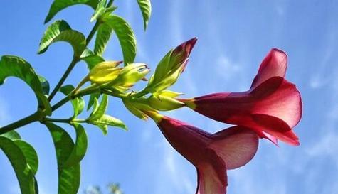 紫蝉花的花语是什么？它的象征意义是什么？