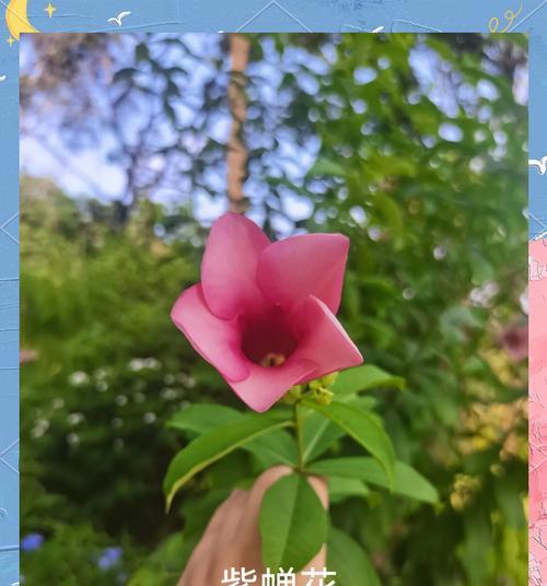 紫蝉花的花语是什么？它的象征意义是什么？