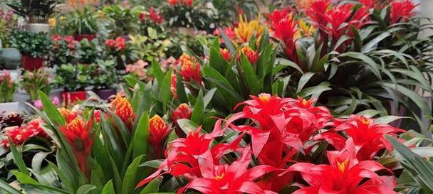 短叶凤梨花的花语是什么？如何正确种植？