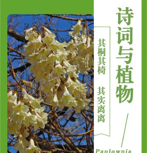 鼠尾掌的花语是什么？它的生长习性如何？