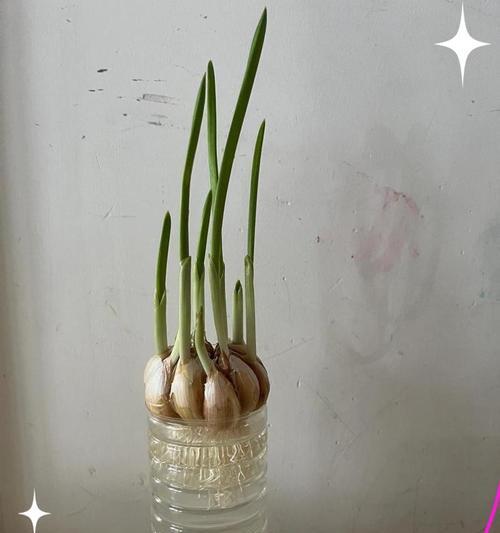 蒜养水的花语代表什么？如何进行水培？