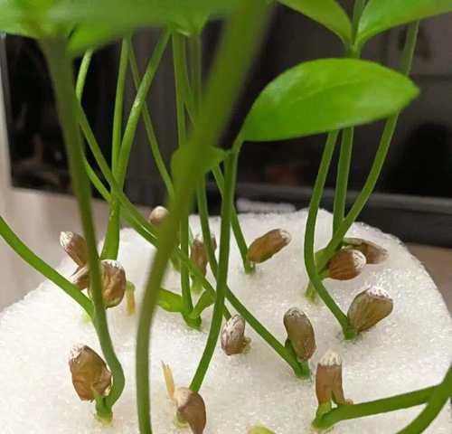 蒜养水的花语代表什么？如何进行水培？