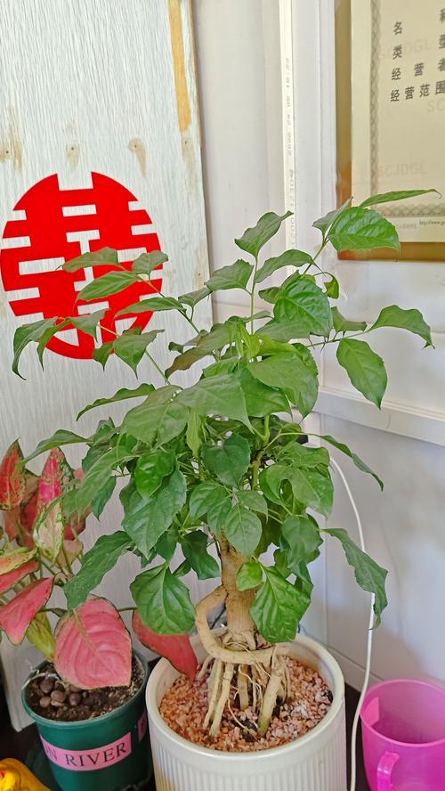 小幸福树的花语是什么？如何保持健康？