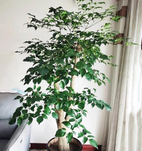 小幸福树的花语是什么？如何保持健康？