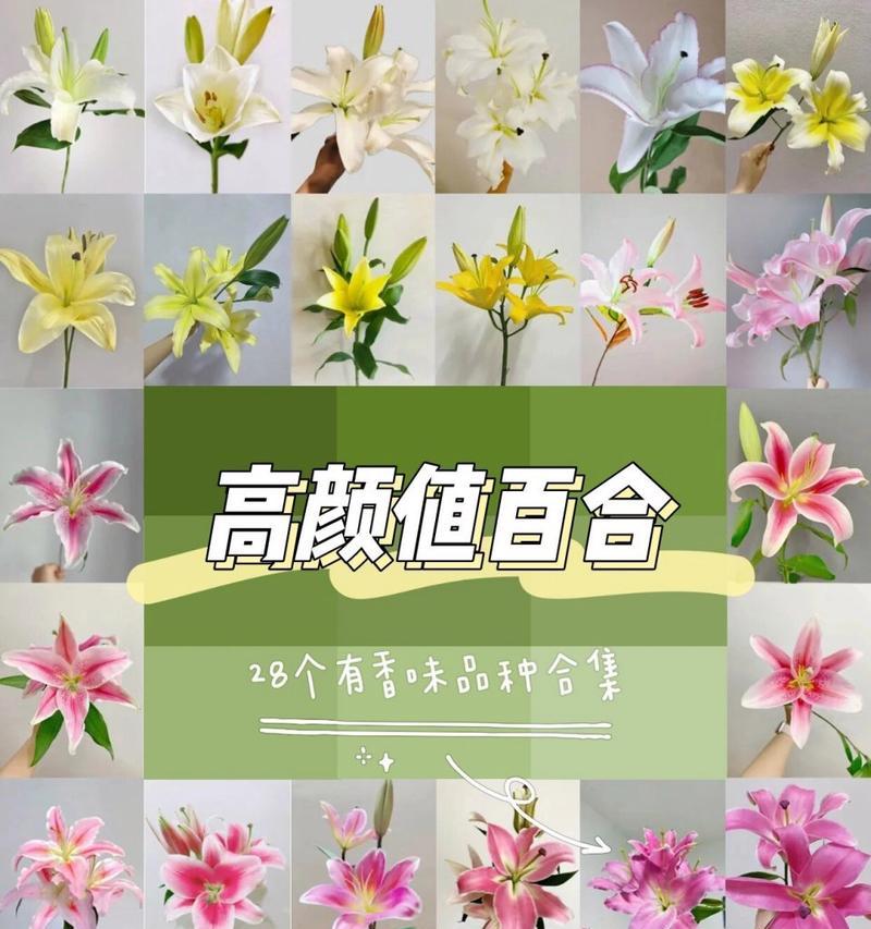 亚洲百合的花语有哪些？如何进行养护？