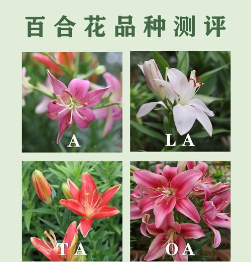 亚洲百合的花语有哪些？如何进行养护？