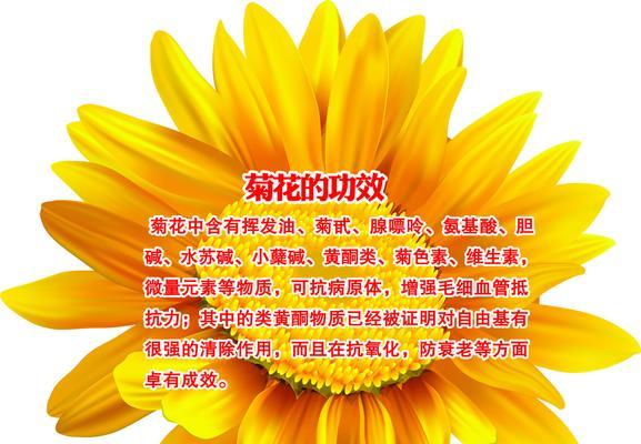 大黄菊花的花语是什么？它的象征意义是什么？