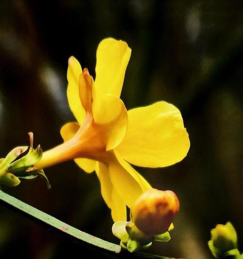 红迎春花的花语有哪些？如何进行繁殖？