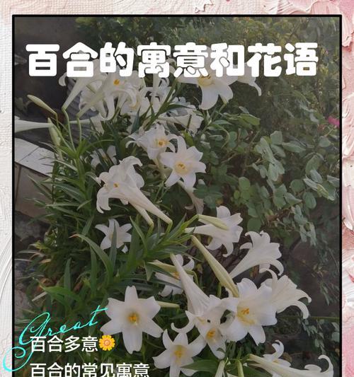 百合花的伤感花语是什么？如何表达哀思？