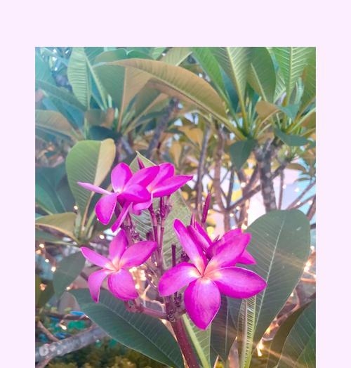 红鸡蛋花的花语是什么？它的生长环境如何？