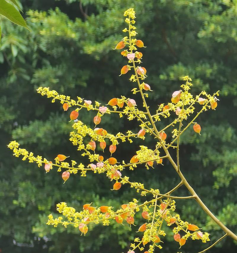 黄迎春花的花语有哪些？如何进行修剪？