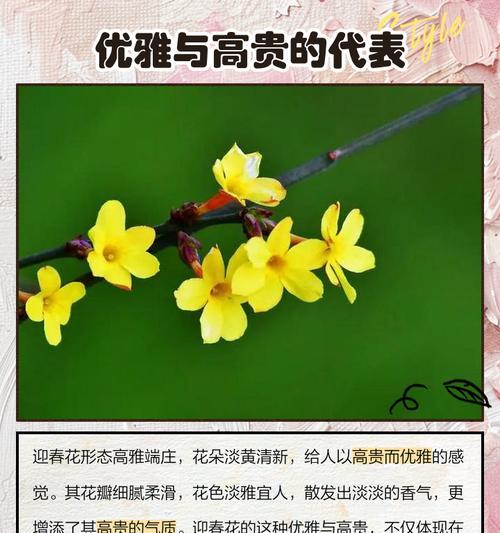 黄迎春花的花语有哪些？如何进行修剪？