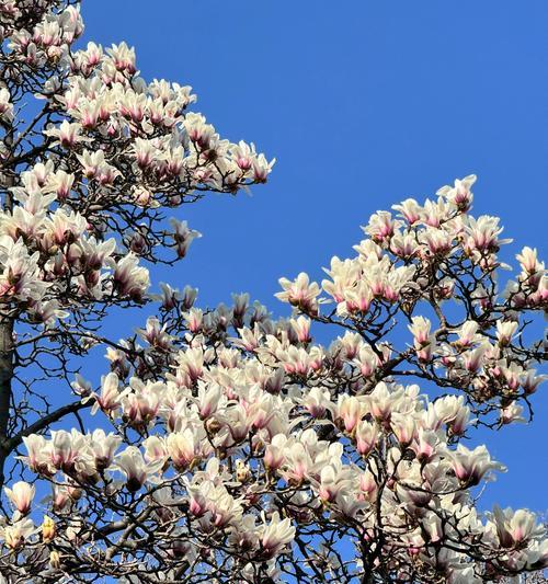绿玉兰花的花语是什么？它象征着什么？