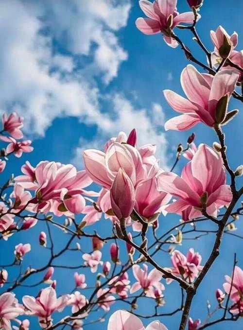 绿玉兰花的花语是什么？它象征着什么？