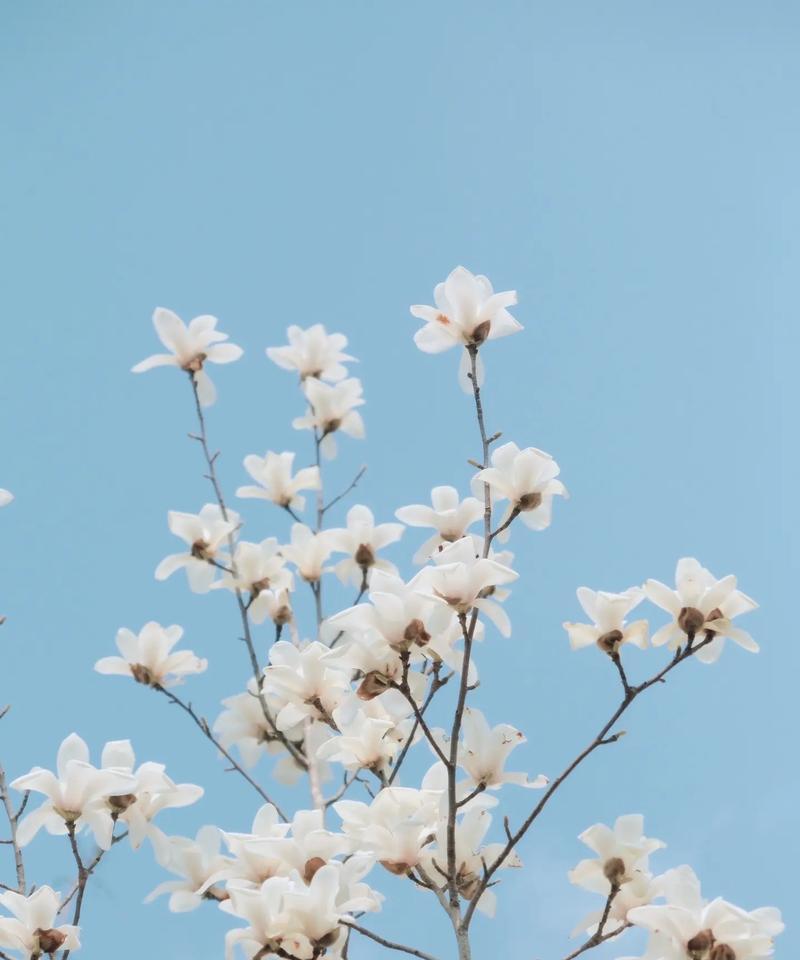 绿玉兰花的花语是什么？它象征着什么？