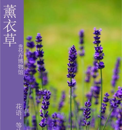 四季芳香植物的花语有哪些？它们各自代表什么？