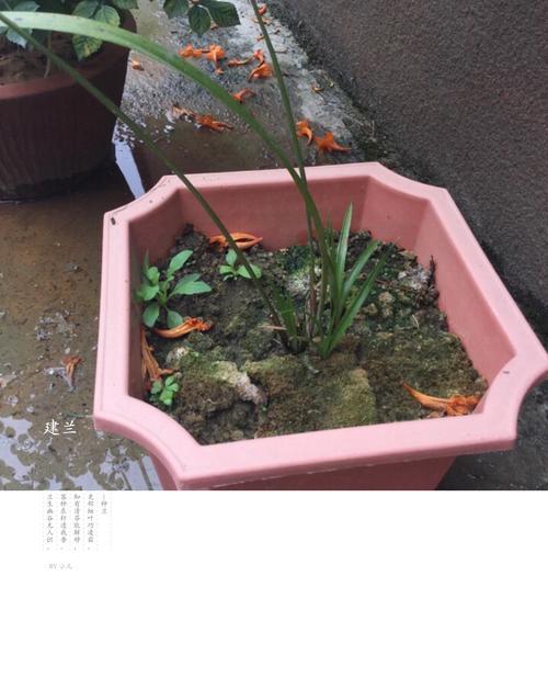 冬四季兰的花语是什么？它在冬季有何特殊含义？