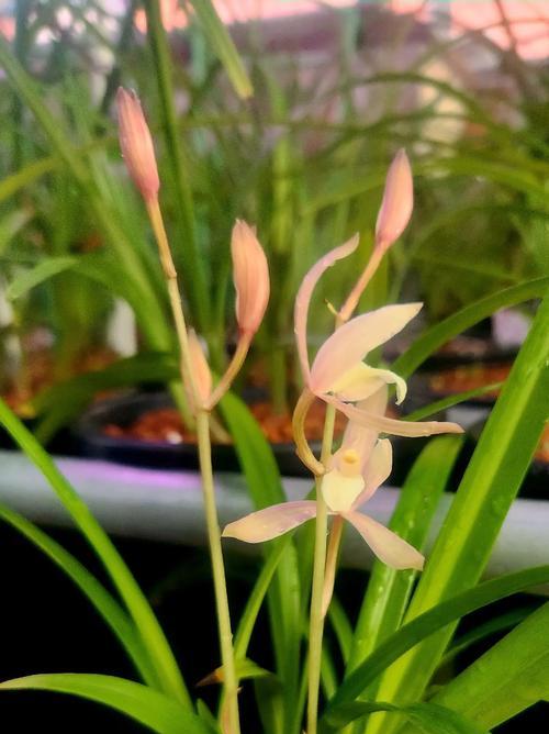 冬四季兰的花语是什么？它在冬季有何特殊含义？