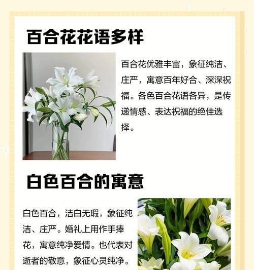 重叠百合的花语是什么？它象征着怎样的情感？