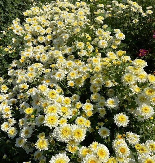 瑞白菊花的花语是什么？它在花语中代表什么？