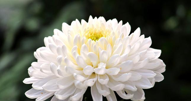 瑞白菊花的花语是什么？它在花语中代表什么？