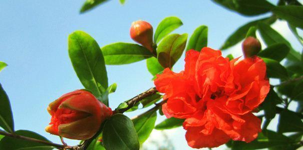 聚八仙花的花语是什么？它有哪些独特的含义？