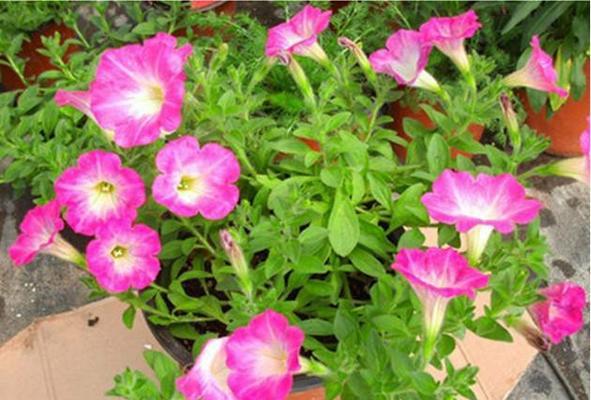 聚八仙花的花语是什么？它有哪些独特的含义？