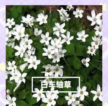 百车轴草的花语是什么？它在植物花语中扮演什么角色？