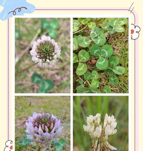 百车轴草的花语是什么？它在植物花语中扮演什么角色？