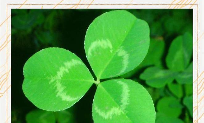红三叶草的花语是什么？它象征着什么？