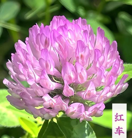 红三叶草的花语是什么？它象征着什么？