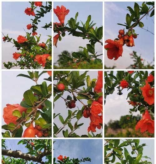 中老年人喜爱的花语有哪些？它们代表了什么？