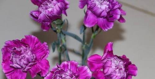 中老年人喜爱的花语有哪些？它们代表了什么？